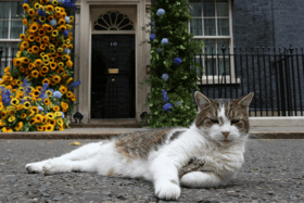 Larry the cat 1-0 Fox: Larry scraps with fox twice his size outside 10 Downing Street and it’s all on video 