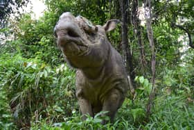 The Sumatran rhino has been battling extinction for nearly a million years, with problems beginning in the last Ice Age. 