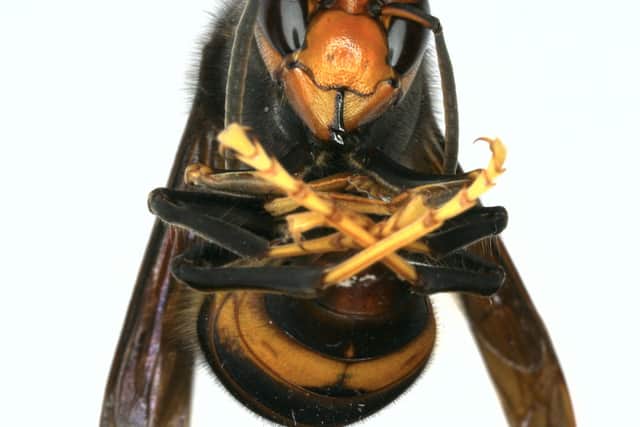 Pictured is the Asian hornet that was found in an elderly woman’s trousers. 