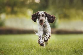 An English Springer Spaniel