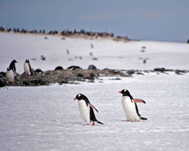 Part of the job is to count the nearby Gentoo penguin colony.