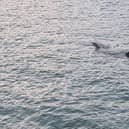 Huge shark spotted off coast of St Ives in Cornwall: Footage captures basking shark ‘longer than some boats’