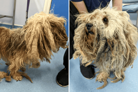 A dog has received the ultimate transformation after the RSPCA stepped in to help