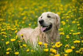 Dog tick season 2023: How to check your dog for ticks, best way to remove them and what kills ticks on dogs