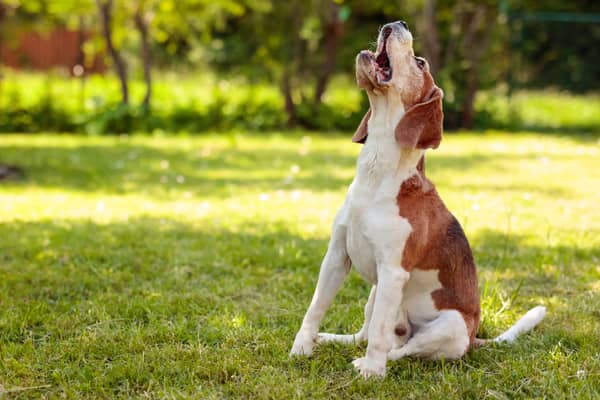 What to do if your pet is stung by a bee or wasp this spring