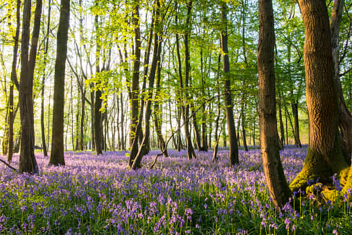 Bluebells (Hyacinthoides non-scripta) in beech woods at dawn, Sussex, England