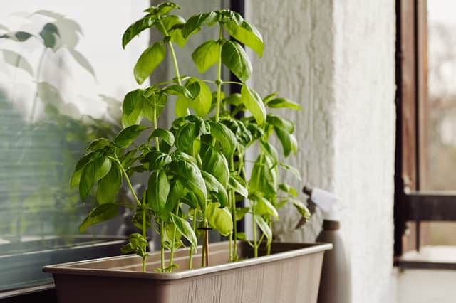Flies hate the strong scent of basil and mint (Photo: Adobe)