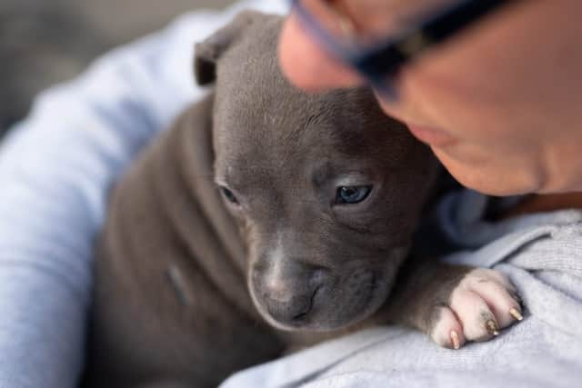 Introducing a puppy into the home is a big step (photo: adobe)