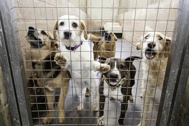 Offering a helping paw to rescue pets (photo: adobe)