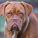 Crufts: is this the most expensive dog breed to insure?