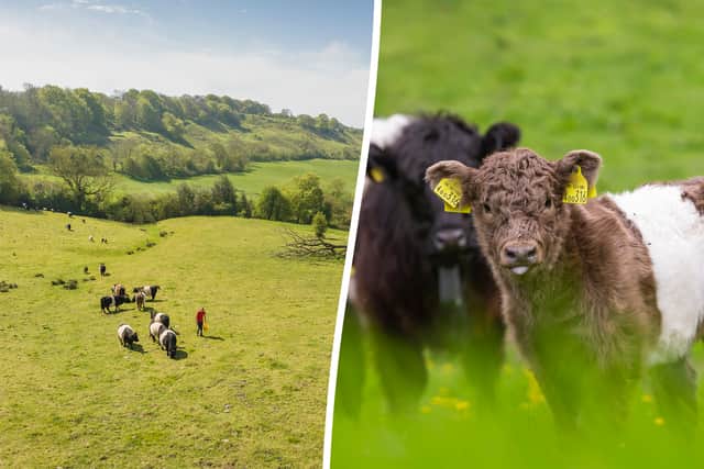 100 Belted Galloway cows has been deployed to help conservationists preserve 50,000 acres of the Cotswolds