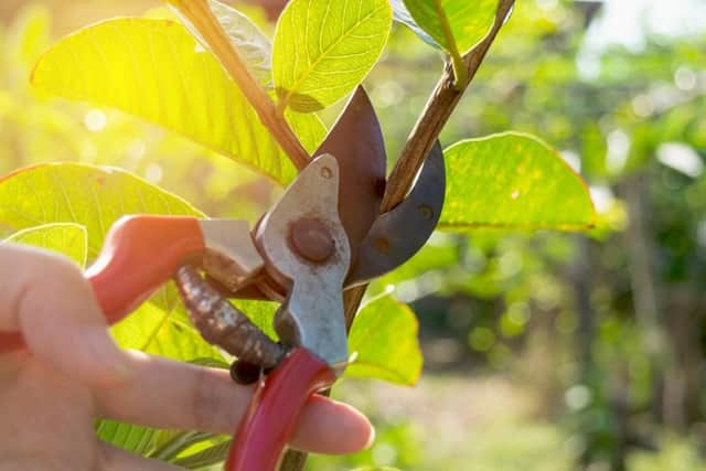 Perfect for the new gardener are sacateurs (photo: Shutterstock)