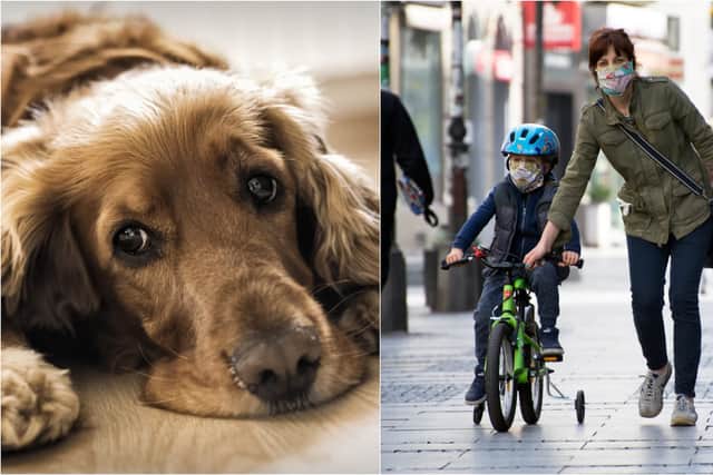 The new disease evolved from a coronavirus that afflicts dogs (Photo: Shutterstock)