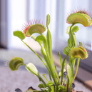 You may have heard of the Venus fly-trap, but there’s a whole host of insect-eating plants you can use to trap bugs