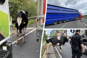 Cows on M6 cause chaos as drivers left in 3-mile long traffic jam