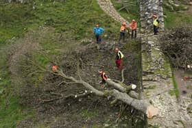 Work has now started chainsawing the felled tree into sections for its removal (Photo: Owen Humphreys/PA Wire)