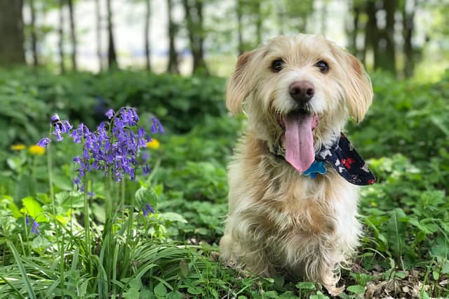 Find Fido the perfect home for your holidays. Supplied image