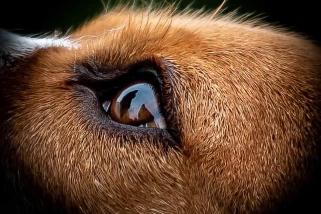 Puparazzi Dog Photography captures special memories