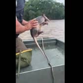 Armadillo rescued from floodwaters by officials.