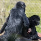 Rare baby spider monkey makes first appearance at zoo.