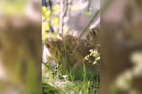 Three Asiatic lion cubs play outside for the first time.