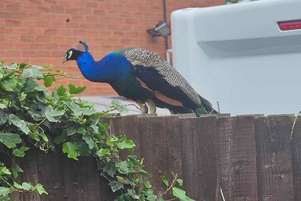 A loud peacock on Lodge Hill Road in Gawthorpe, West Yorks. 