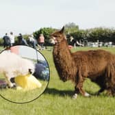 Adorable but naughty sheep interrupts Alpaca yoga exercise class at Lowlands Farm 