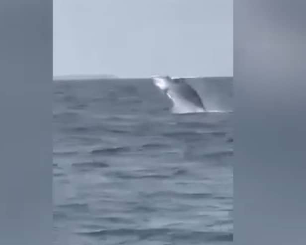 Whale pops up from sea in front of amazed Jersey schoolchildren on trip.