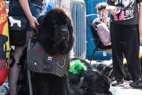 Punk dogs of Rebellion festival