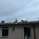 A Lancashire homeowner has described the 'hilarious' moment when she found a flock of sheep walking around on her roof.