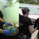 NCA seize cannabis hauls at UK airports and arrest smugglers.