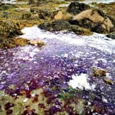 Hundreds of thousands of rare purple jellyfish have washed up on on a British beach.