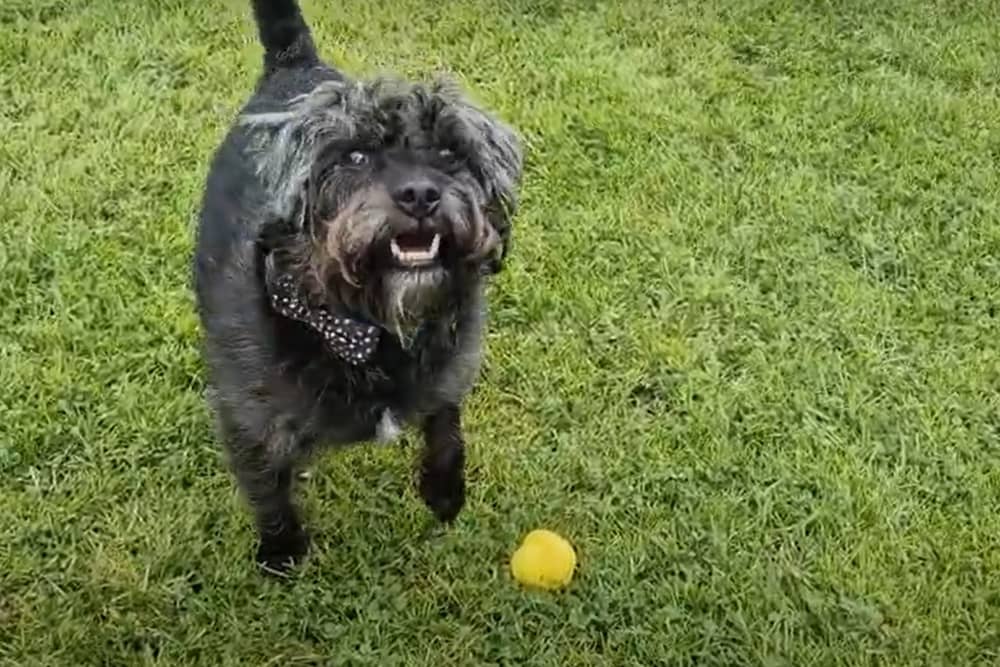 Ernie the Patterdale terrier and his Fetch Toy from Earth Rated.