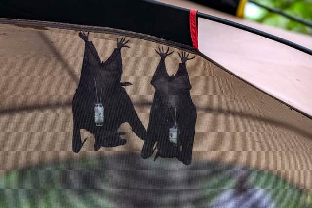The Marburg virus is found in African fruit bats.