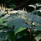 The rapid spread of Japanese knotweed is creating a crisis across the UK
