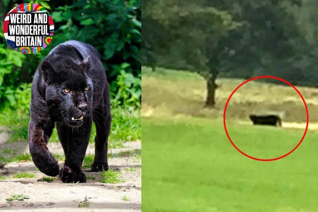 Big cats sightings are regularly reported across the UK.