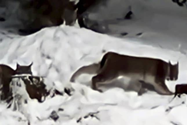 Lynx spotted in the Cairngorms National Park