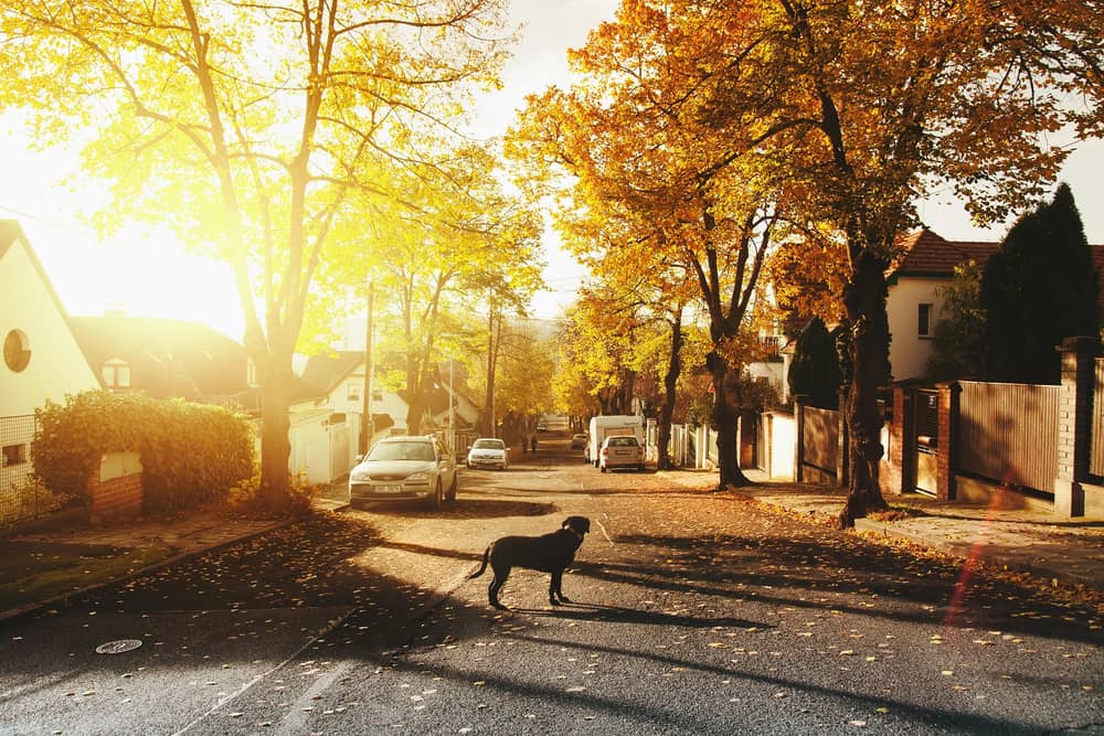 Between January 2023 and June 2024, nearly 5,000 dogs and over 20,000 cats were reported missing. 