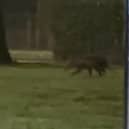 Video grab from footage showing the bizarre moment a dad and daughter spotted what they believed to be a 'kangaroo'- in southeast London. 