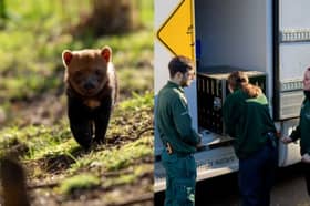 Bush dogs return to Woburn Safari Park.