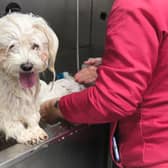 A small dog being groomed 