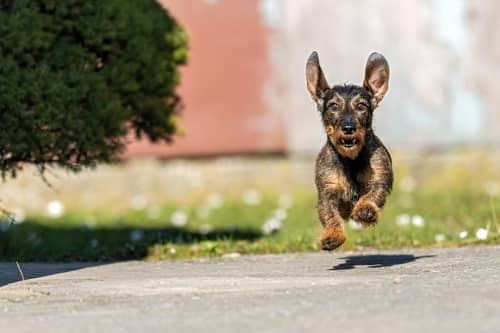 Dogs can suffer from hay fever during the pollen season just like humans.