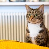 80 per cent believe their pet could pick them out of a lineup