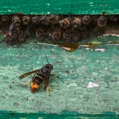 How to treat an Asian hornet sting after a rise in sightings across the UK.
