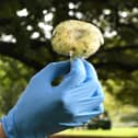 A scientist inspects a death cap mushroom at the Royal Botanic Gardens in Melbourne.