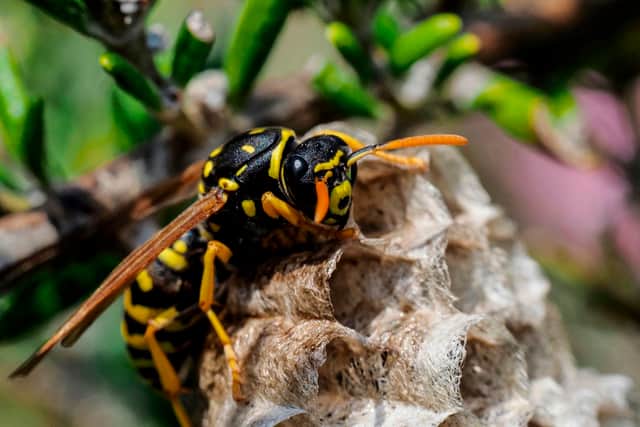 Allergic reactions to wasp stings can be fatal.