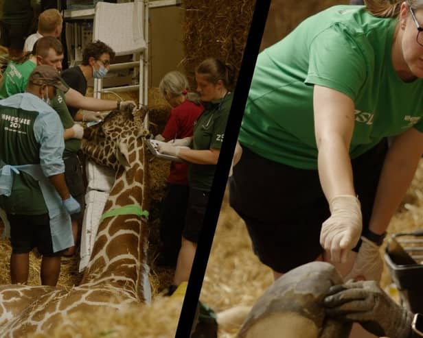 Giraffe has life-changing veterinary procedure at Whipsnade Zoo.
