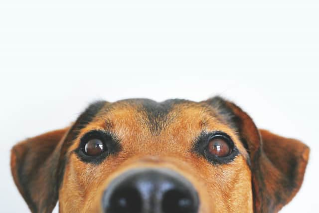 A leading pet charity has warned dog owners how to spot signs of stress.