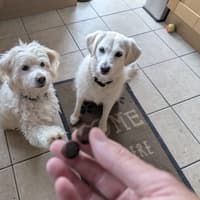 My dog would limp after playing fetch, so I tried a supplement she now comes running for