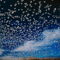 RSPB Hemel Hempstead Local Group – ‘USA Bird Migration'